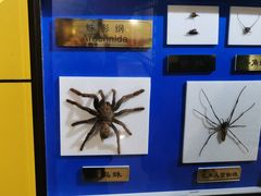 -上海昆虫博物馆