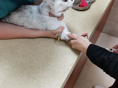 -艾贝尔宠物医院·狂犬免疫点(江山金象城店)