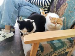 -喵屿·大理花园猫咖