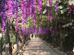 -呀路古热带植物园