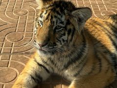 -西霞口神雕山野生动物世界