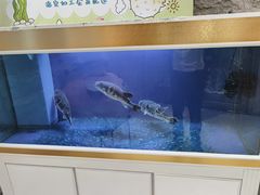 -鲐赏河豚(长寿店)