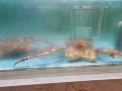 -旺顺阁海鲜广场(亚运村店)