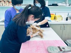 -北京观赏动物医院·24小时大型综合·猫专科·异宠专科