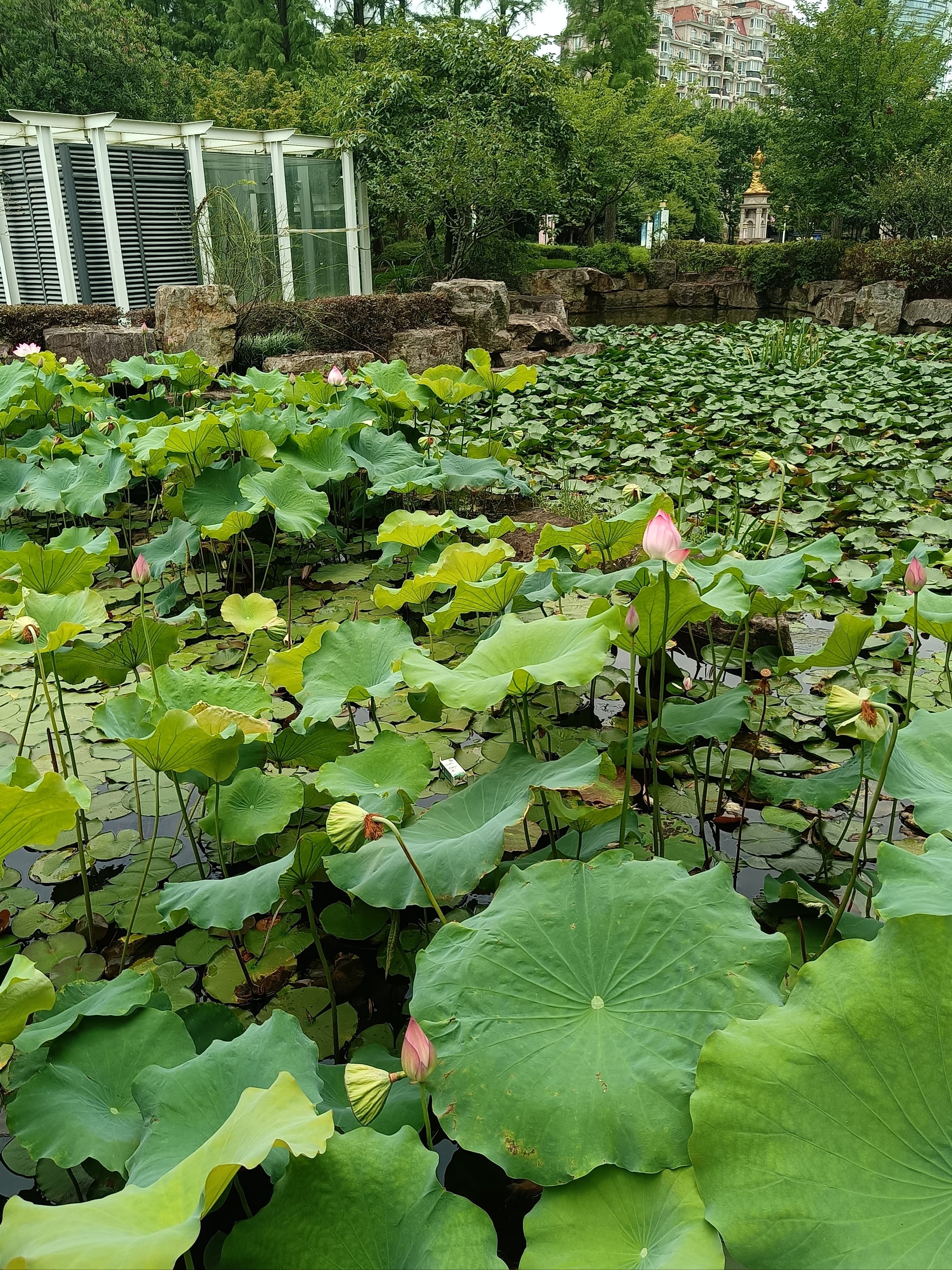 泗阳宝莲城图片