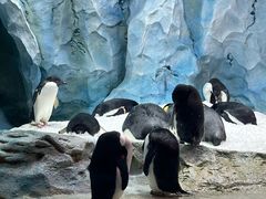 -帝企鹅自助餐厅•儿童岛•真企鹅(长隆企鹅酒店)