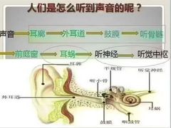 -自然之声助听器·呼吸机(康桥旗舰店)