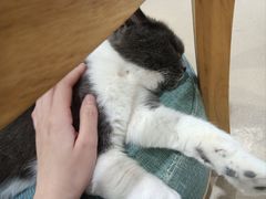 -藏猫猫咖啡主题馆(中央大道店)