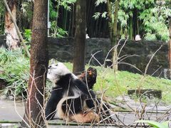-都江堰中华大熊猫苑
