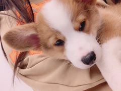 -浣熊柯尔鸭土拨鼠·电玩咖