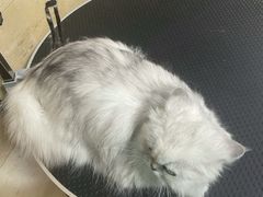 -佳雯宠物医院·皮肤科·内外科(春晓路分院)