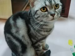 -李小姐の猫咖啡馆(五角场店)