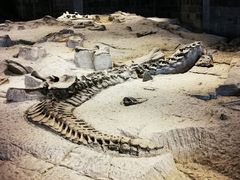 -自贡恐龙博物馆