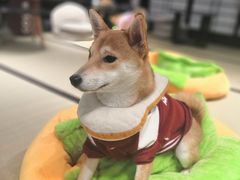 -逗柴咖啡屋·狗咖猫咖宠物桌游