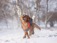 -超宠爱宠物摄影-Super pet