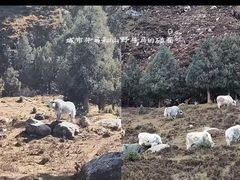 -银肯塔拉沙漠生态旅游景区