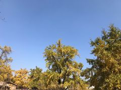-千年银杏谷文化旅游区
