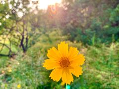 -昆山城市生态森林公园