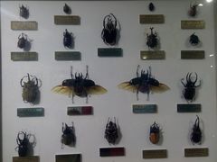-上海昆虫博物馆