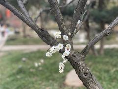 -无锡梅园公园