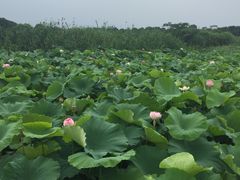-荷塘月色湿地公园·向阳花洲