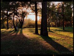 -上海共青森林公园