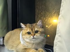 -翊宠yipet猫狗购宠庄园犬舍•猫舍