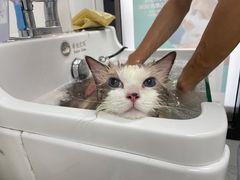 -贝康宠物医院·犬猫全科·小动物特色诊疗中心(东环路店)