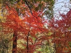-东湖落雁景区