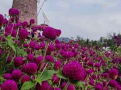 -玫瑰海岸文化旅游度假区