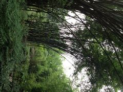 iphone_upload_pic-望江楼公园