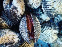 血蛤-芦潮港集贸市场