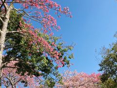 -东部华侨城