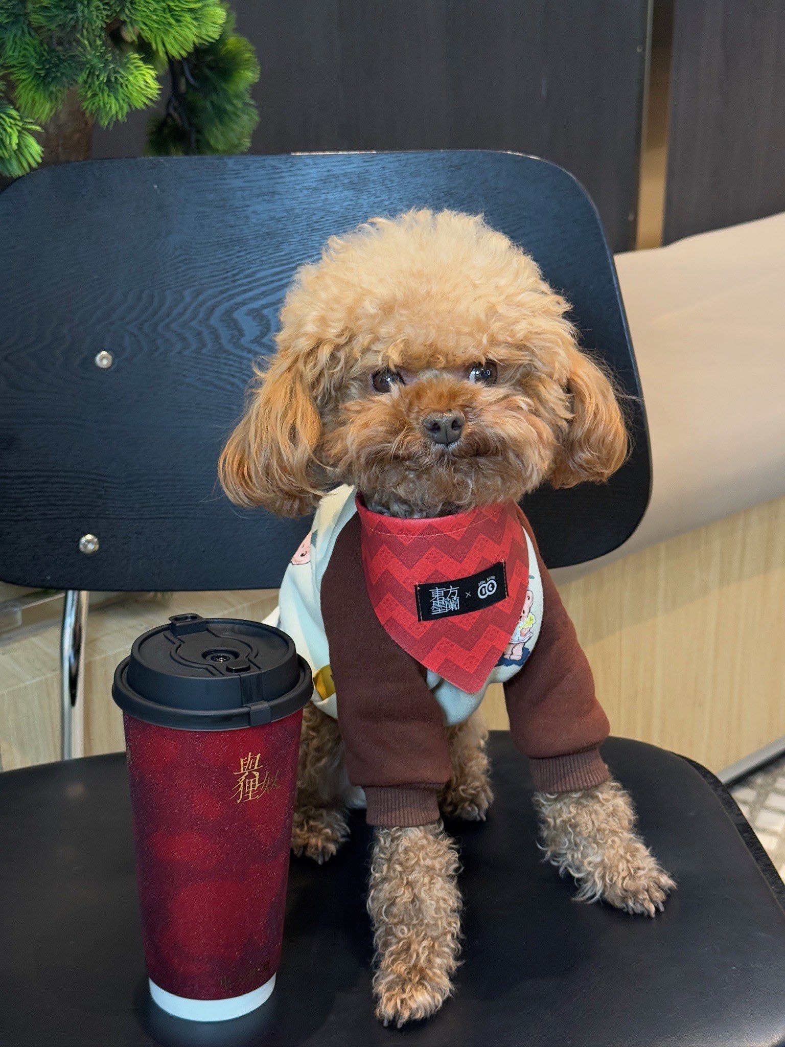 沾光了!这杯奶茶替毛孩子喝的