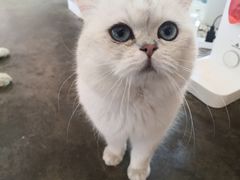 -喵屿·大理花园猫咖