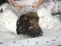 -MOLLY'S萌宠生活馆