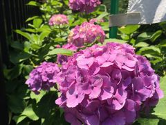 -上野公园花园稻荷神社(忍岡稲荷神社)