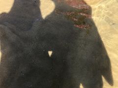 -碧海金沙