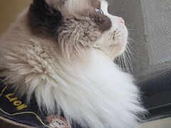 -滚猫咖啡·猫咖·猫友好撸猫(未来城店)