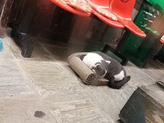 -猫咪博物馆(顶澳仔猫街店)
