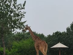 -大连森林动物园