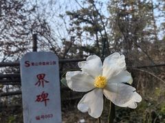 -素山寺森林公园