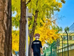 -三里屯东五街银杏大道