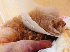 -美联众合动物医院·24h京西诊疗中心