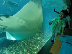 -海棠湾洲际-涛·海底餐厅·美人鱼·自助餐·海底隧道