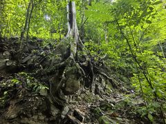 -西双版纳基诺山寨