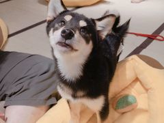 -逗柴咖啡屋·狗咖猫咖宠物桌游