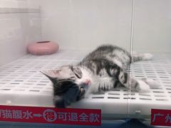 -lincat·猫舍(广州店)