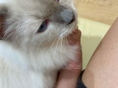 -1013 PET SHOP精品宠物商店(丁香店)