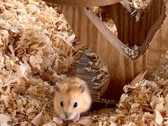 -怪兽屋·羊驼·猫咖·狗咖(俊华广场店)